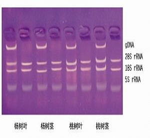 ֲￂRNAȡ Total RNA Isolation from plants